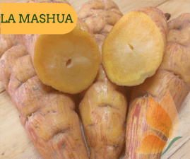 LA MASHUA