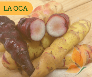 La Oca